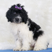 Portuguese Water Dog Puppy Oakley