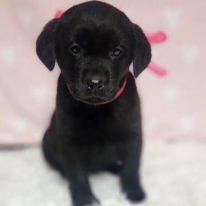 Labrador Retriever Puppy Katie