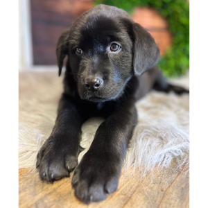 Labrador Retriever Puppy Katie