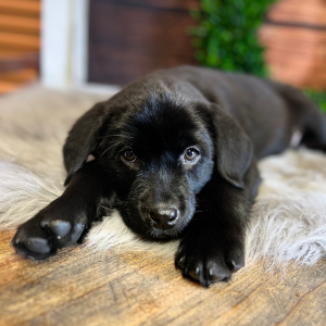 Labrador Retriever Puppy Katie