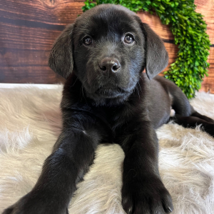 Labrador Retriever Puppy Katie