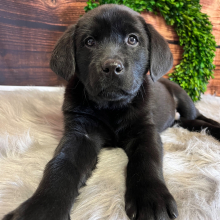 Labrador Retriever Puppy Katie