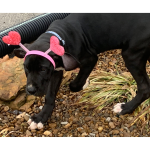 Great Dane Puppy Shapiro