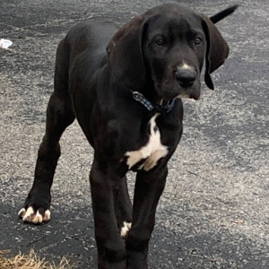 Great Dane Puppy Shapiro
