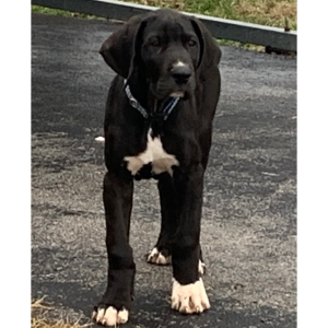 Great Dane Puppy Shapiro