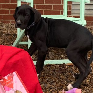 Great Dane Puppy Shapiro