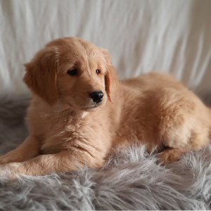 Golden Retriever Puppy Frankie