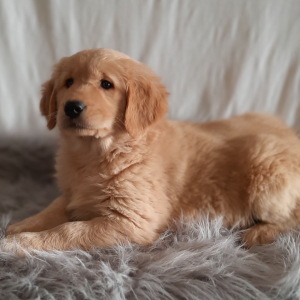 Golden Retriever Puppy Frankie