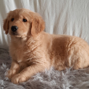 Golden Retriever Puppy Frankie