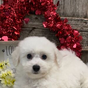 Bichon Frise Puppy Apollo