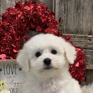 Bichon Frise Puppy Apollo