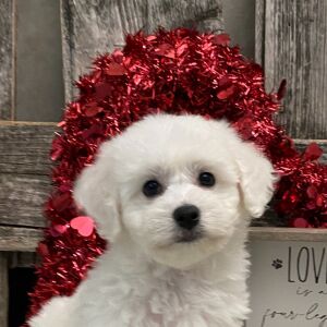 Bichon Frise Puppy Apollo