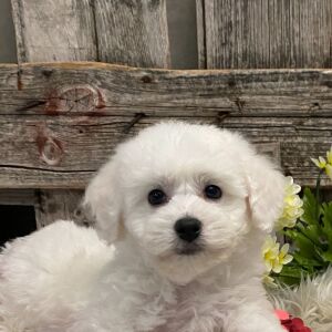 Bichon Frise Puppy Apollo