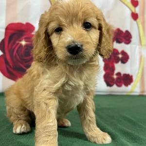 Goldendoodle Puppy Skipper