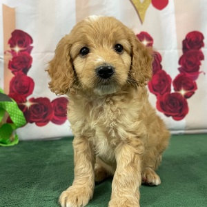 Goldendoodle Puppy Skipper