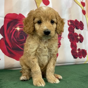 Goldendoodle Puppy Skipper