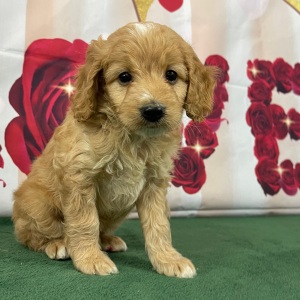 Goldendoodle Puppy Skipper
