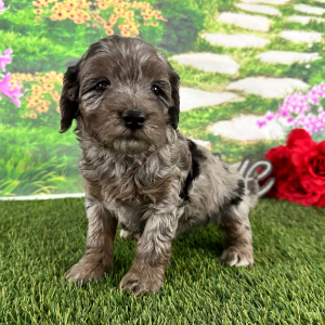 Goldendoodle Puppy Adrienne