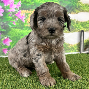 Goldendoodle Puppy Adrienne