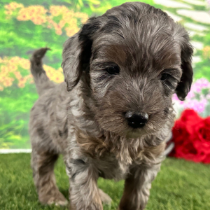 Goldendoodle Puppy Adrienne