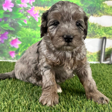 Goldendoodle Puppy Adrienne