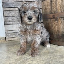 Goldendoodle Puppy Adrienne