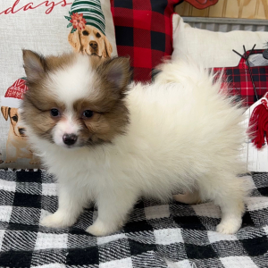 Pomeranian Puppy Hope