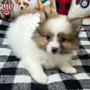 Pomeranian Puppy Hope