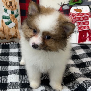 Pomeranian Puppy Hope