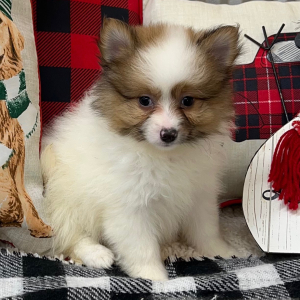Pomeranian Puppy Hope