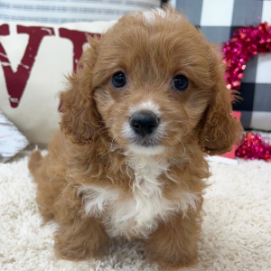 Cavapoo Puppy Romeo