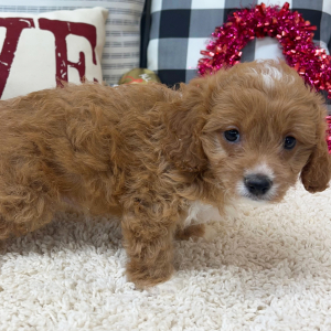 Cavapoo Puppy Romeo