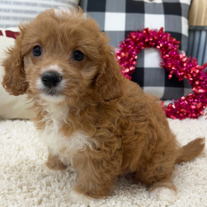 Cavapoo Puppy Romeo