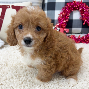 Cavapoo Puppy Romeo