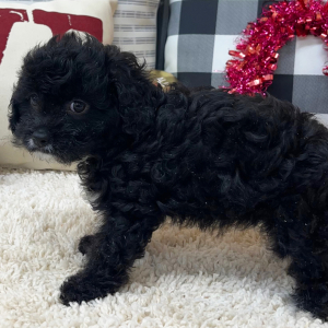 Cavapoo Puppy Remi
