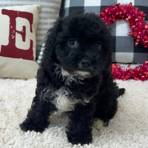 Cavapoo Puppy Remi