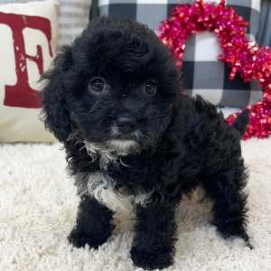 Cavapoo Puppy Remi