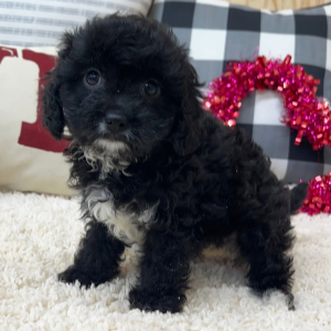 Cavapoo Puppy Remi