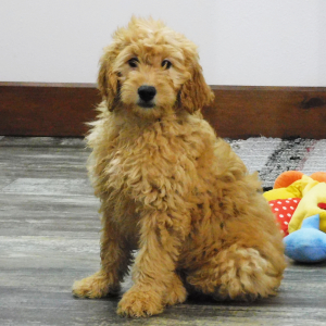 Goldendoodle Puppy Kalli