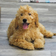 Goldendoodle Puppy Kalli