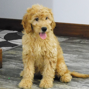 Goldendoodle Puppy Kalli