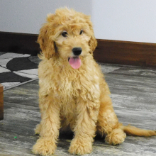 Goldendoodle Puppy Kalli