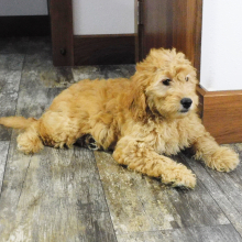 Goldendoodle Puppy Kalli