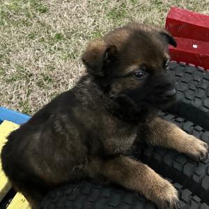 German Shepherd Dog Puppy Misty