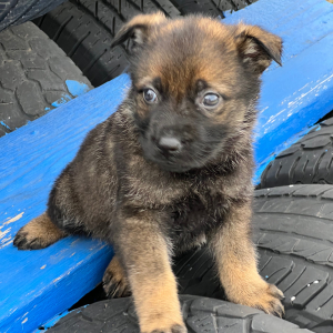 German Shepherd Dog Puppy Misty