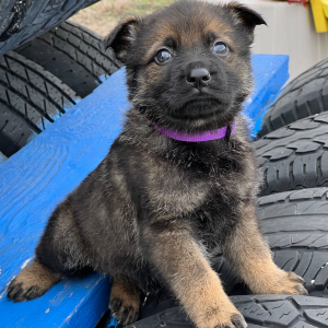German Shepherd Dog Puppy Misty