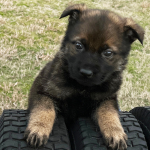 German Shepherd Dog Puppy Misty