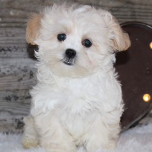 Shihpoo Puppy Trace