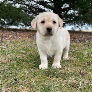 Labrador Retriever Puppy Emma