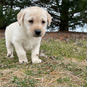 Labrador Retriever Puppy Emma